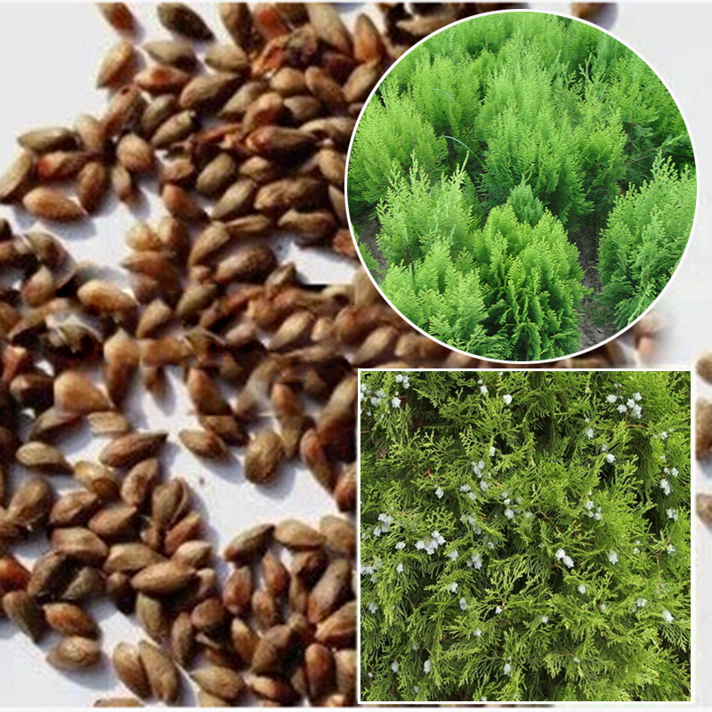 100X Siberian Carpet Cypress Emerald Green Arborvitae seeds flower