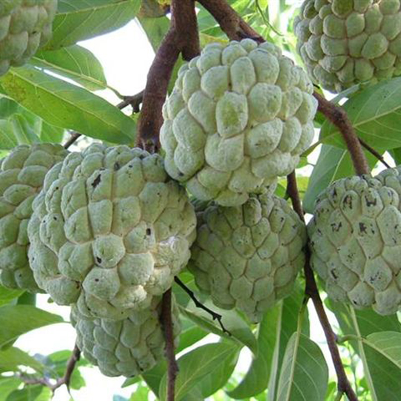 20 Pcs Apple Annona Soursop Seeds Annona Muricata Seeds Tropical Fruit