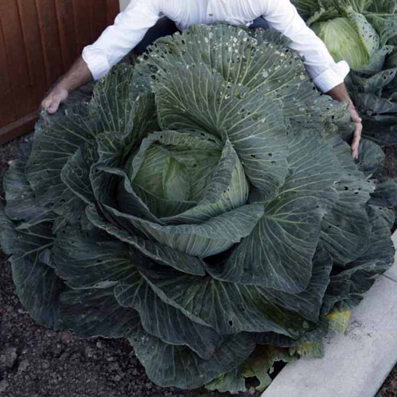 200 Pcs Rare Giant Cabbage Nutrious Vegetables Seeds Home Garden Plant