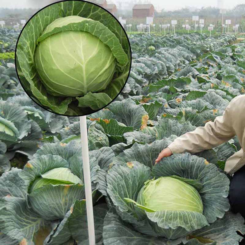 200Pcs Rare Giant Cabbage Vegetable Seeds Vegetable Plants Seeds Bulbs