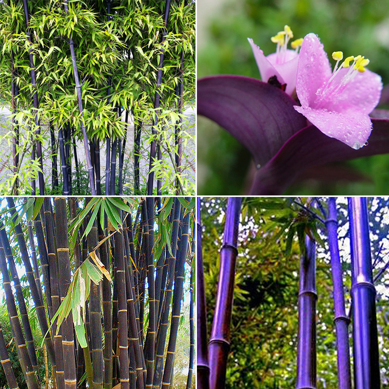 100Pcs Rare Purple Bamboo Seeds Flower Seeds Home Garden Plant Seeds