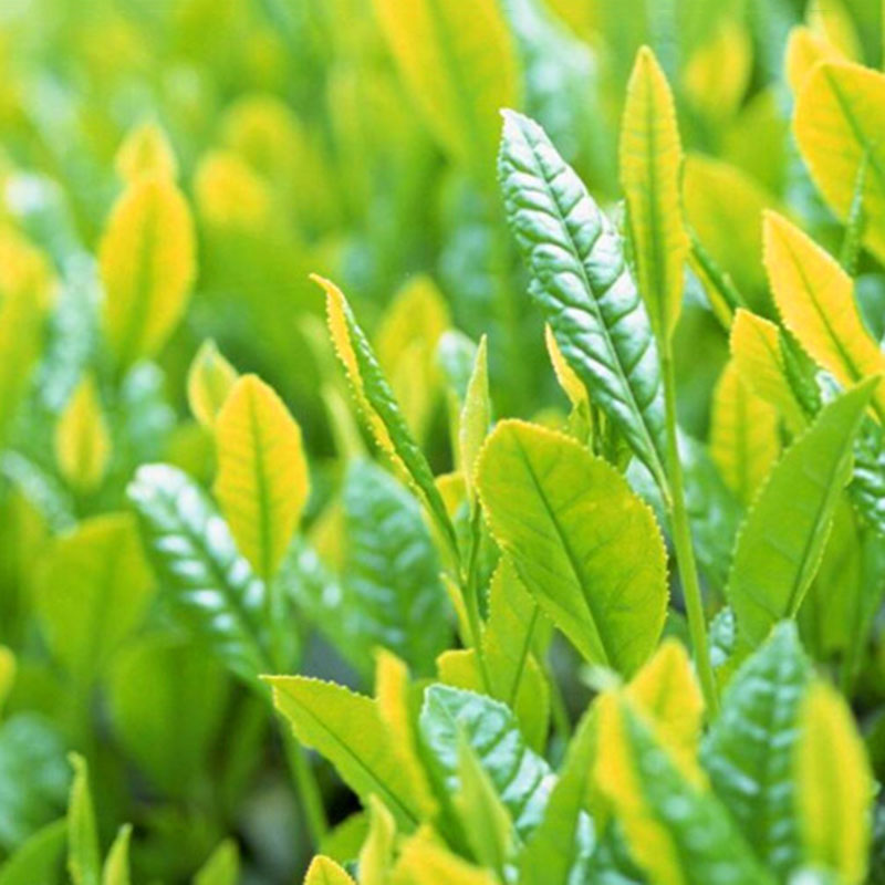 5pcs Chinese Green Tea Tree Plant Seeds Camellia Sinensis Grow Your Own