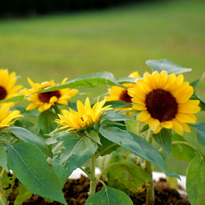 Lot 50pcs Mini Dwarf Yellow Sunflower Seeds Plant Home Room Garden Office Decor eBay