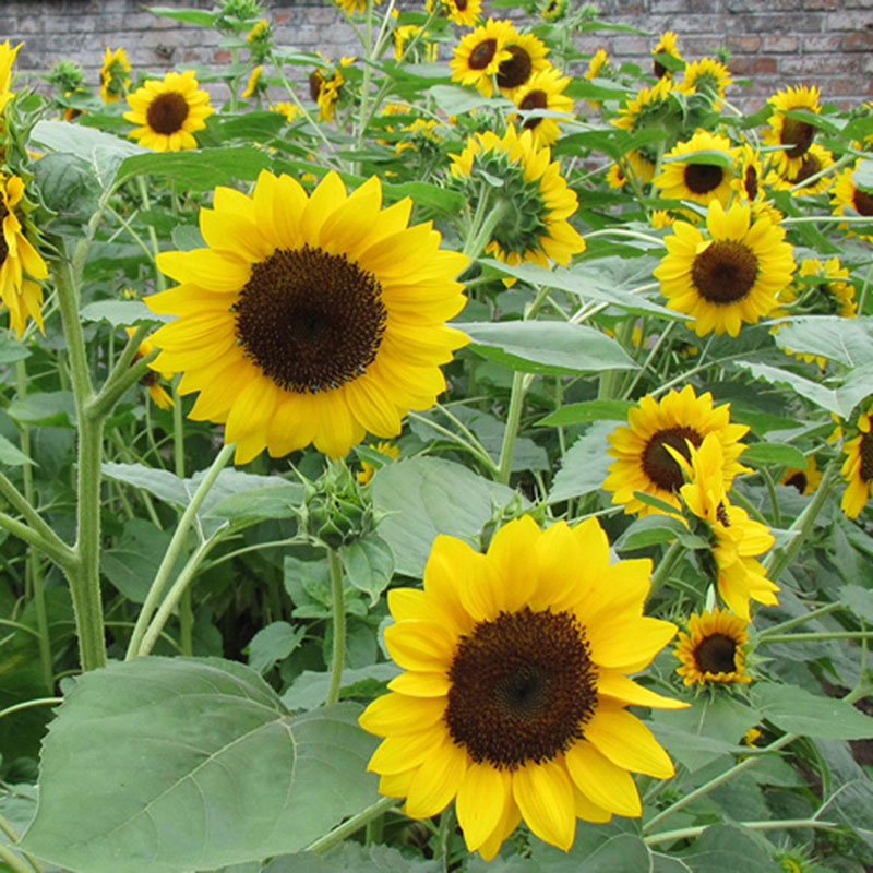 Lot 50pcs Mini Dwarf Yellow Sunflower Seeds Plant Home Room Garden Office Decor eBay