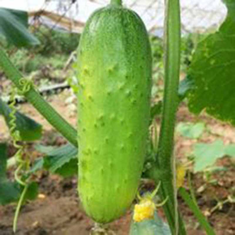 100pcs Seeds Cucumber Organic SelfPollinating Pickling Vegetable Seeds