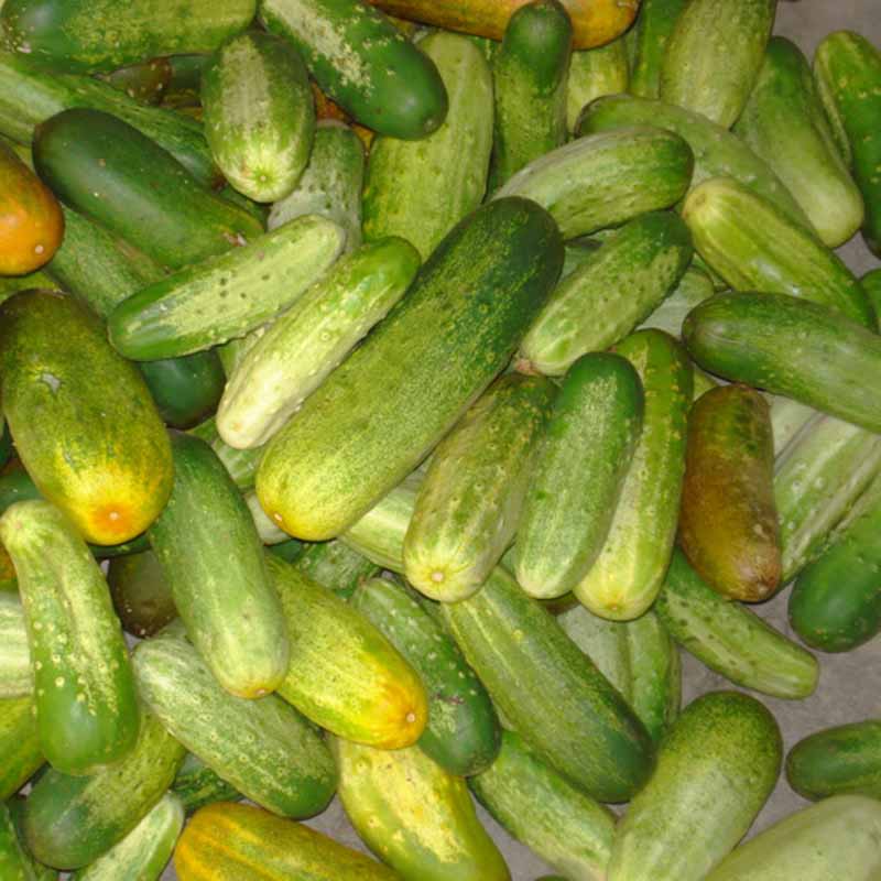 100pcs Seeds Cucumber Organic SelfPollinating Pickling Vegetable Seeds