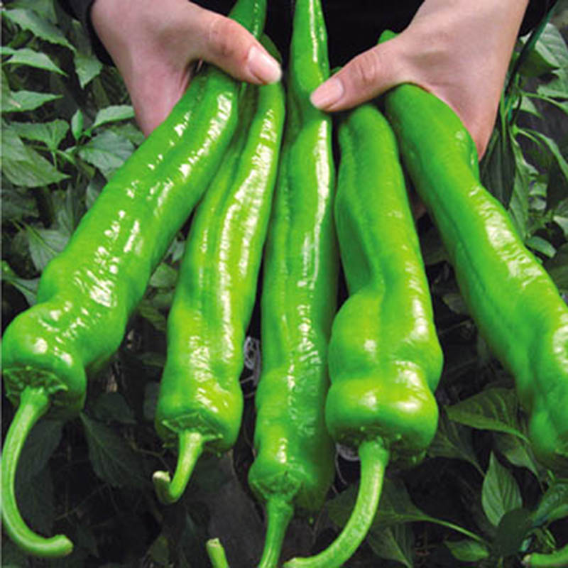 200Pcs Pepper Seeds Giant Hybrid Sweet Pepper DIY Home Garden Vegetable Plant