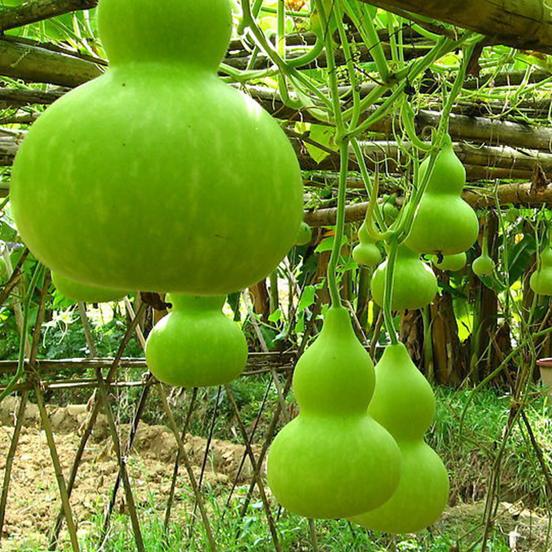 10pcs Big Spoon Bottle Gourd Seeds Lagenaria Siceraria Organic