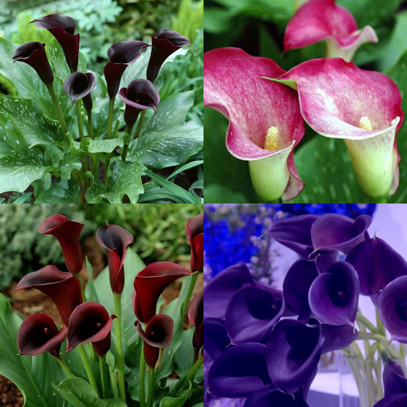 2Pc Bulbs True Calla Lily Bulbs Calla Bulbs Not Calla Lily Seeds Flower