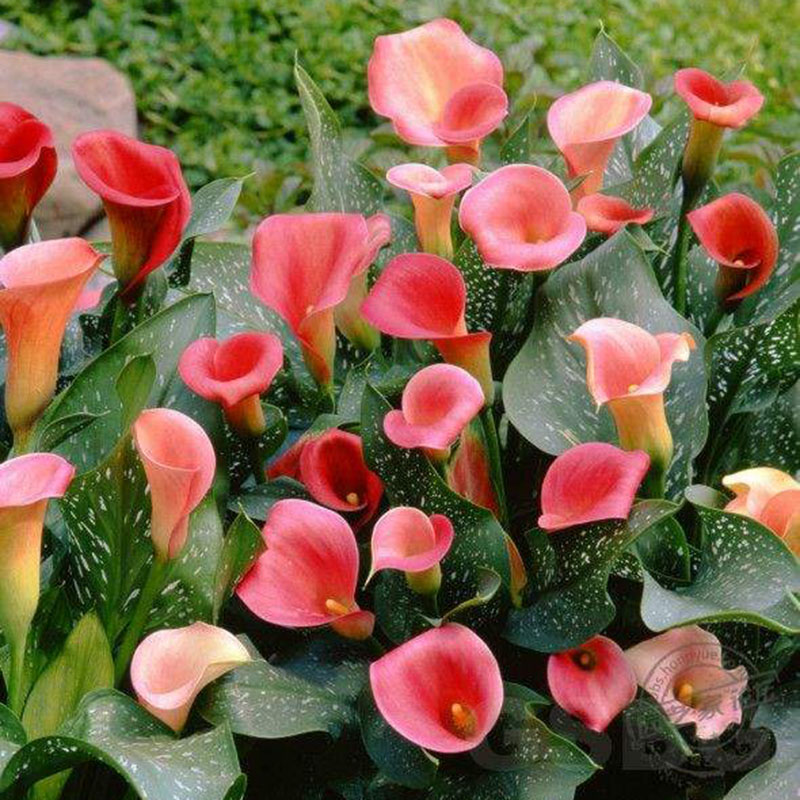 2pcs Rare Colorful Calla Lily Bulbs Flower Roots (It is not seed) Beautiful eBay