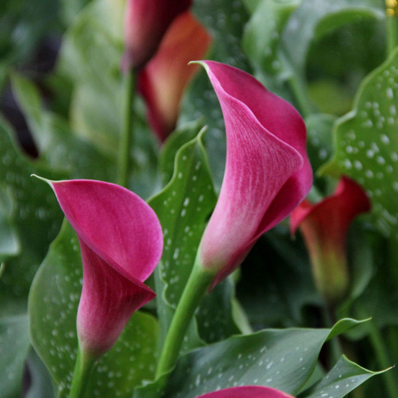 2pcs Mixed Colour Calla Lily Lilies Perennial Gardening Summer Bulbs