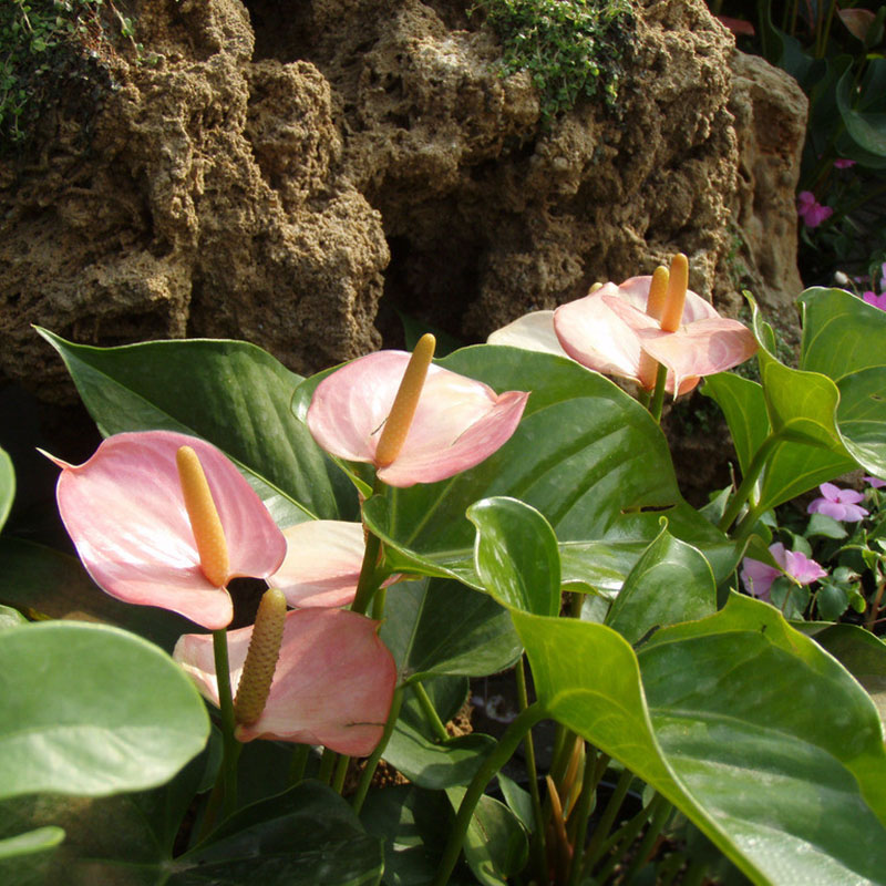 2pcs Colorfull Calla Lily Bulbs Flower Roots Rare Plants Corm Home Garden Decor eBay