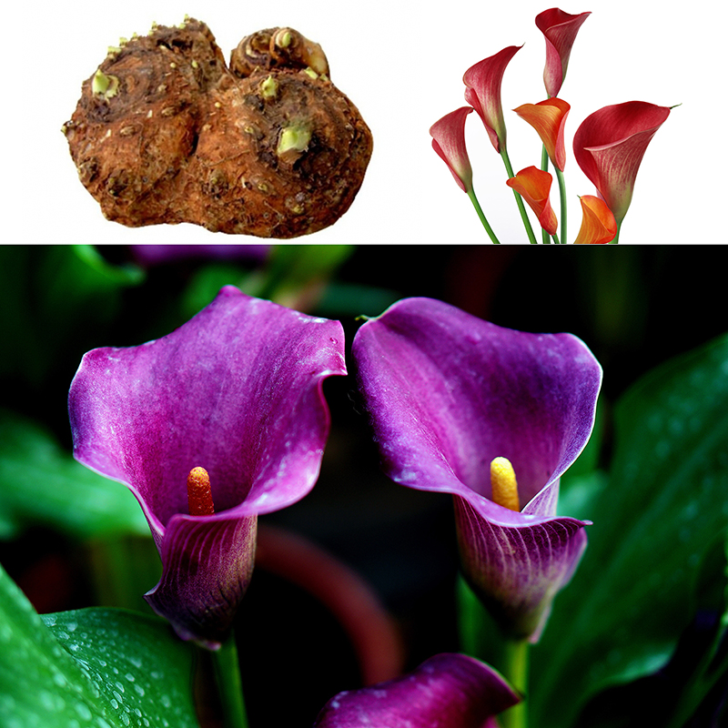 2pcs Colorfull Calla Lily Bulbs Flower Roots Rare Plants Corm Home Garden Decor eBay