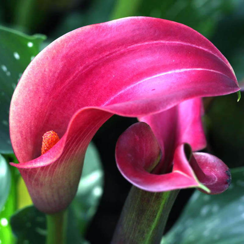 2pcs Colorfull Calla Lily Bulbs Flower Roots Rare Plants Corm Home Garden Decor eBay