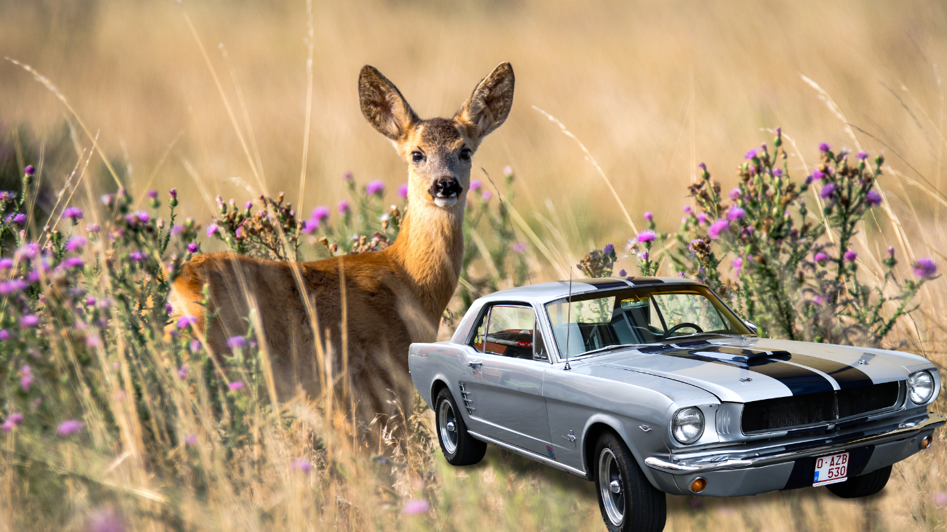 Is Hitting an Animal Covered by Vehicle Insurance? InsuraPilot