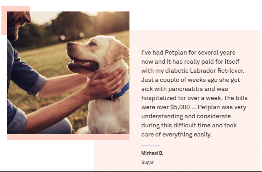 Petplan Pet Insurance Is it the right choice?