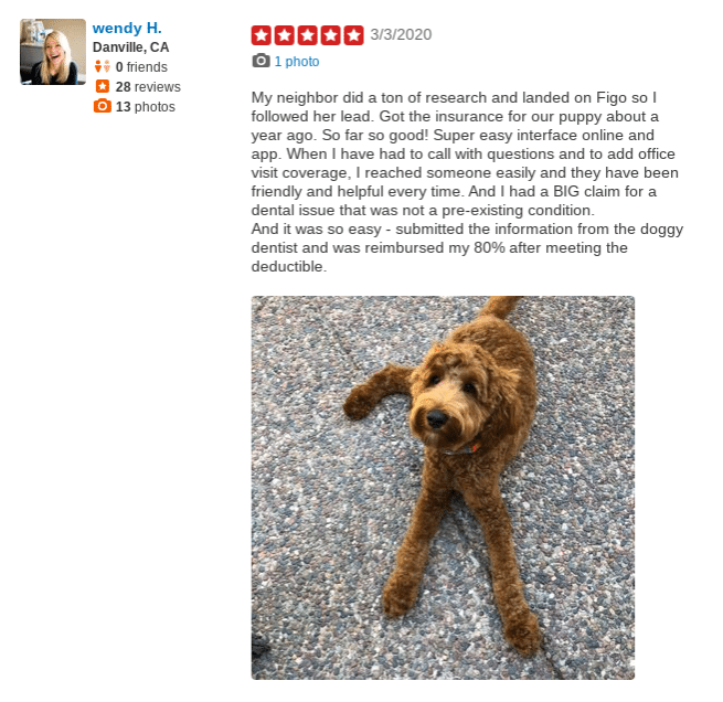 Figo Pet Insurance Is it the right choice?