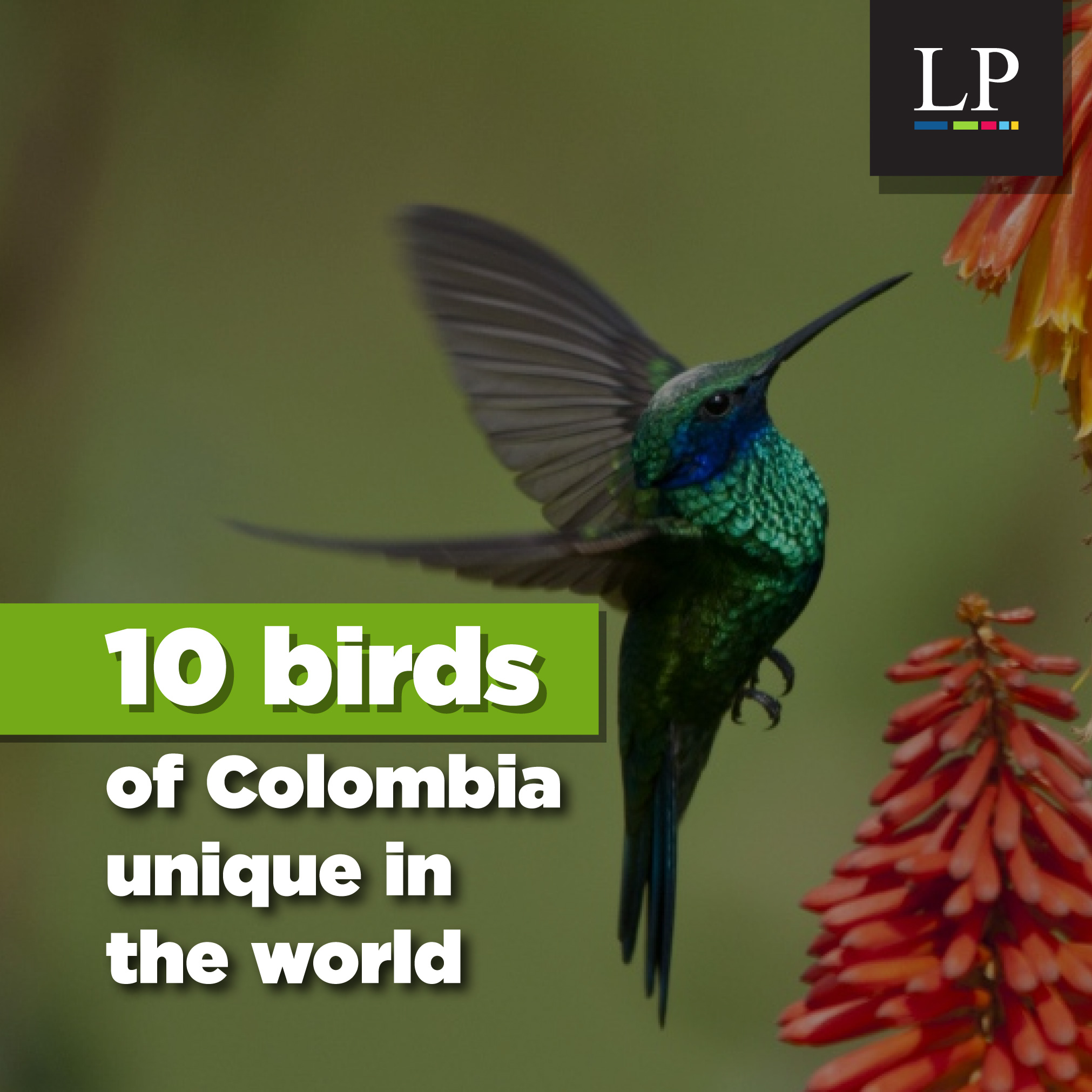 Gallery 10 birds of Colombia unique in the world LatinAmerican Post
