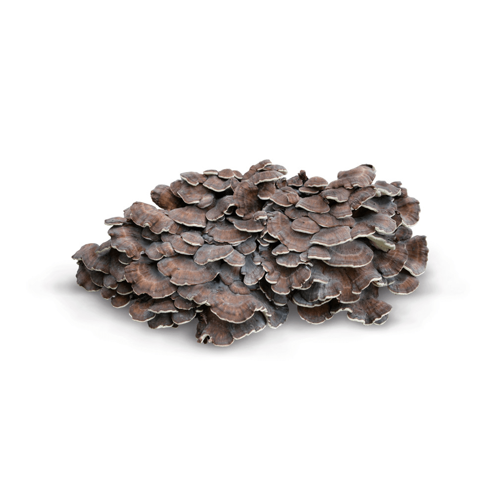 Medicinal Mushroom Therapy for Cancer Care Integrative Treatment Services