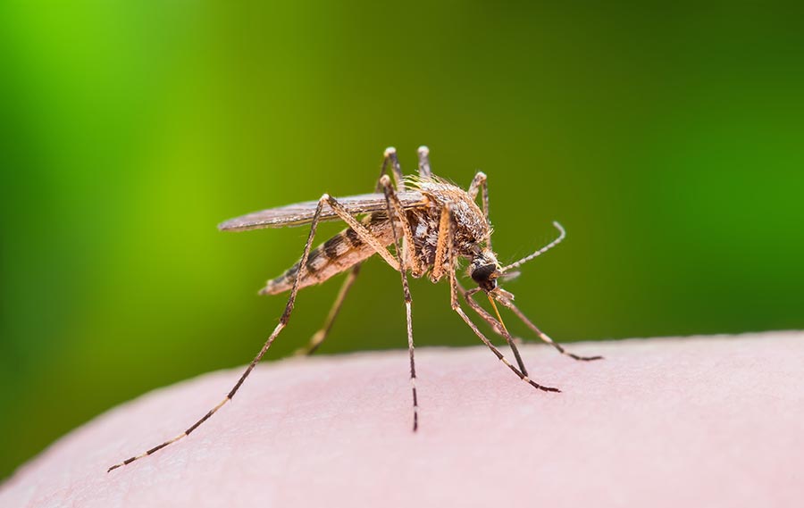 Mosquitoes & Ticks Integrated Pest Control Mosquito Tick Extermination