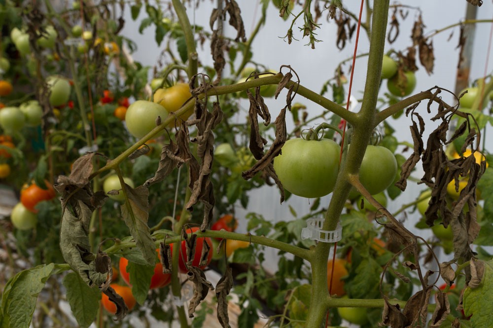 Todo sobre cultivar jitomate en casa. Intégrate Project A.C.