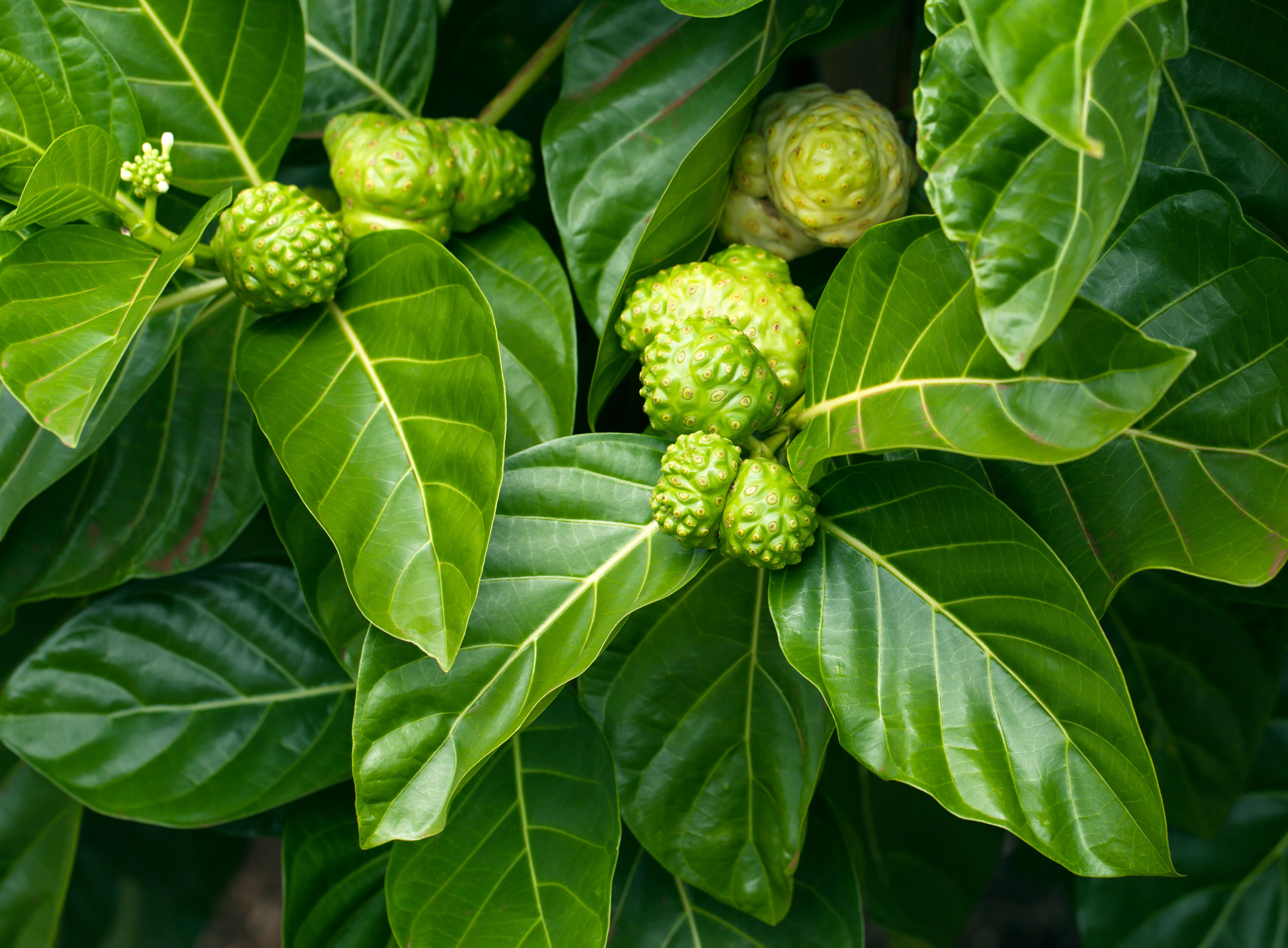 Noni (Morinda citrifolia) Integrative Lifestyle