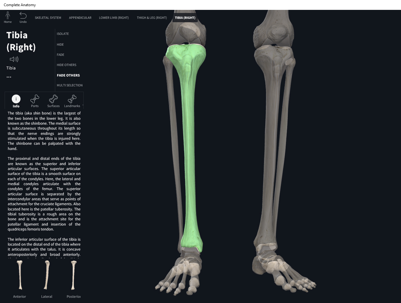 Bones Tibia. Anatomy & Physiology