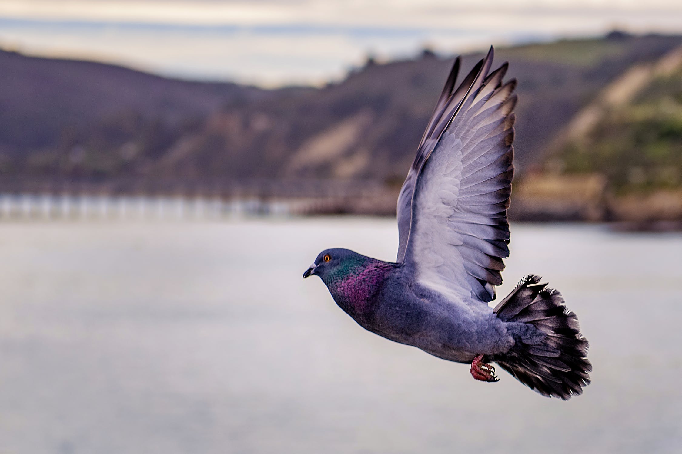 How to Get Rid of Pigeons? Integrum's Pest Tips