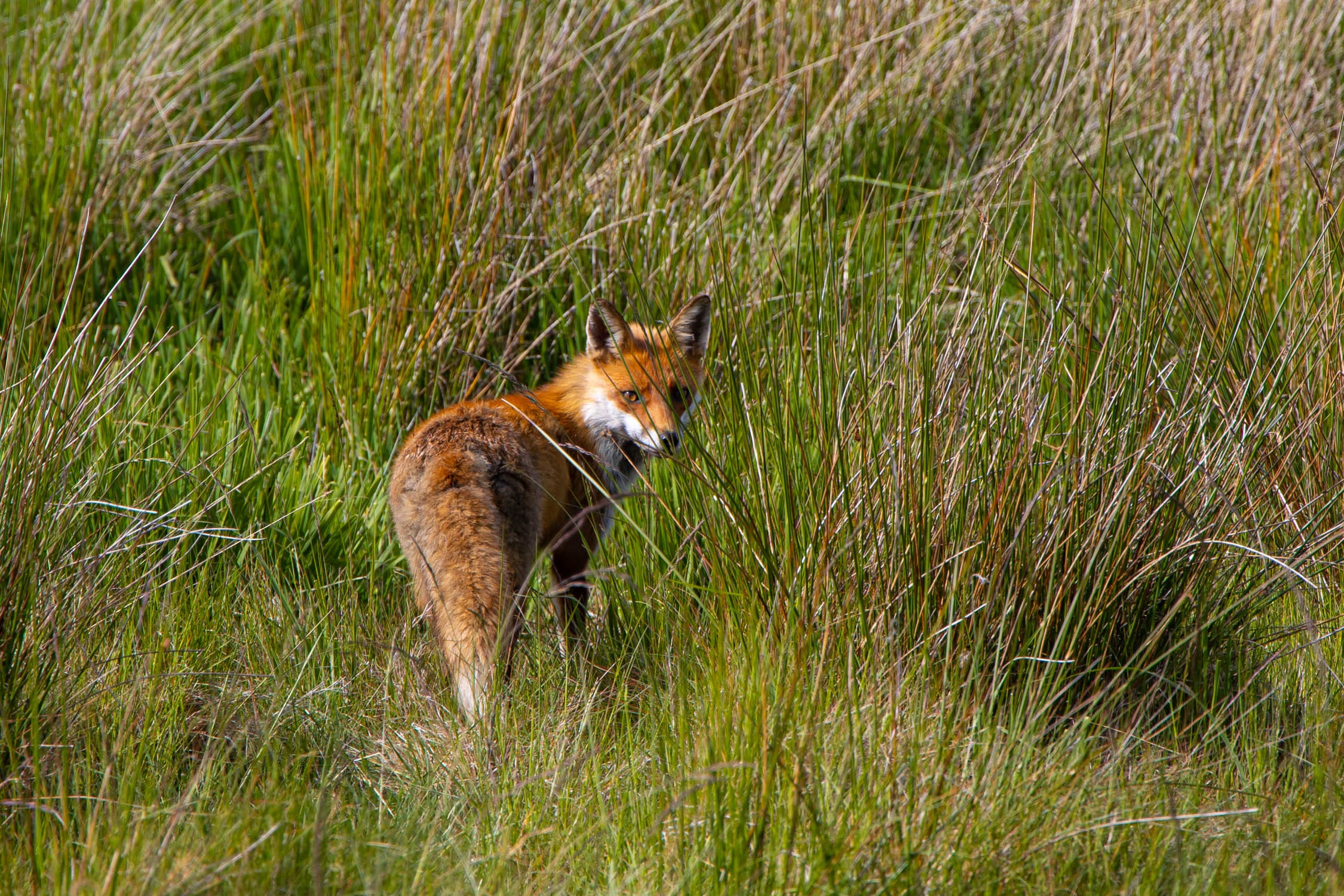 How to get rid of foxes humane and lawful tips Integrum