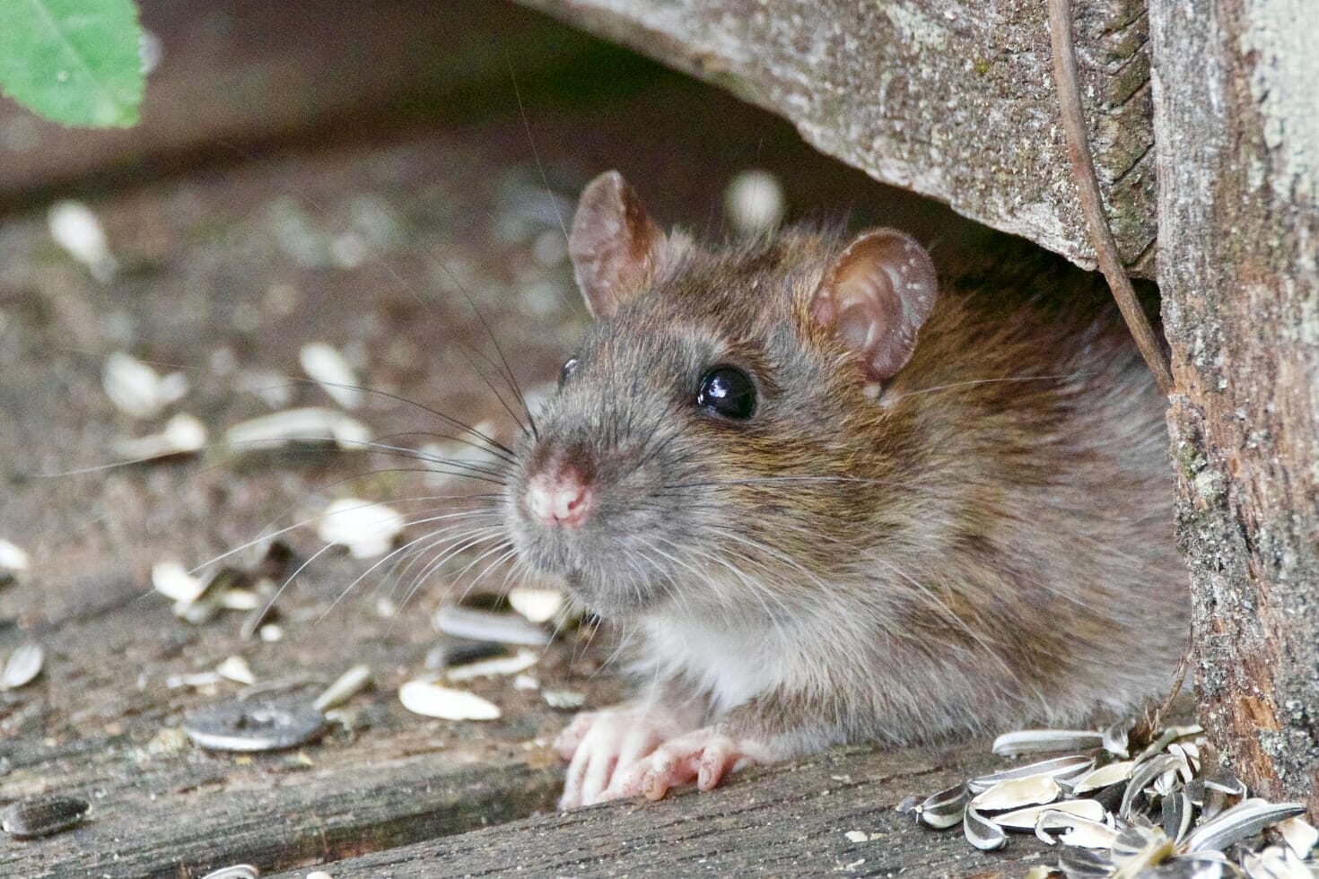 How to Deal with Rats in Your Garden Integrum