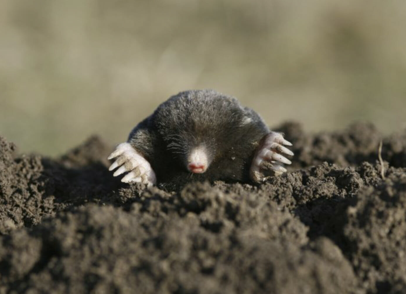 Mole Control London Expert Solutions Integrum