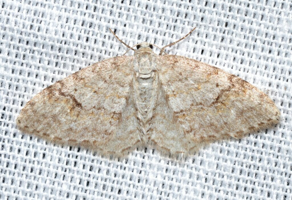 How to Get Rid of Moths? Ultimate Guide Integrum
