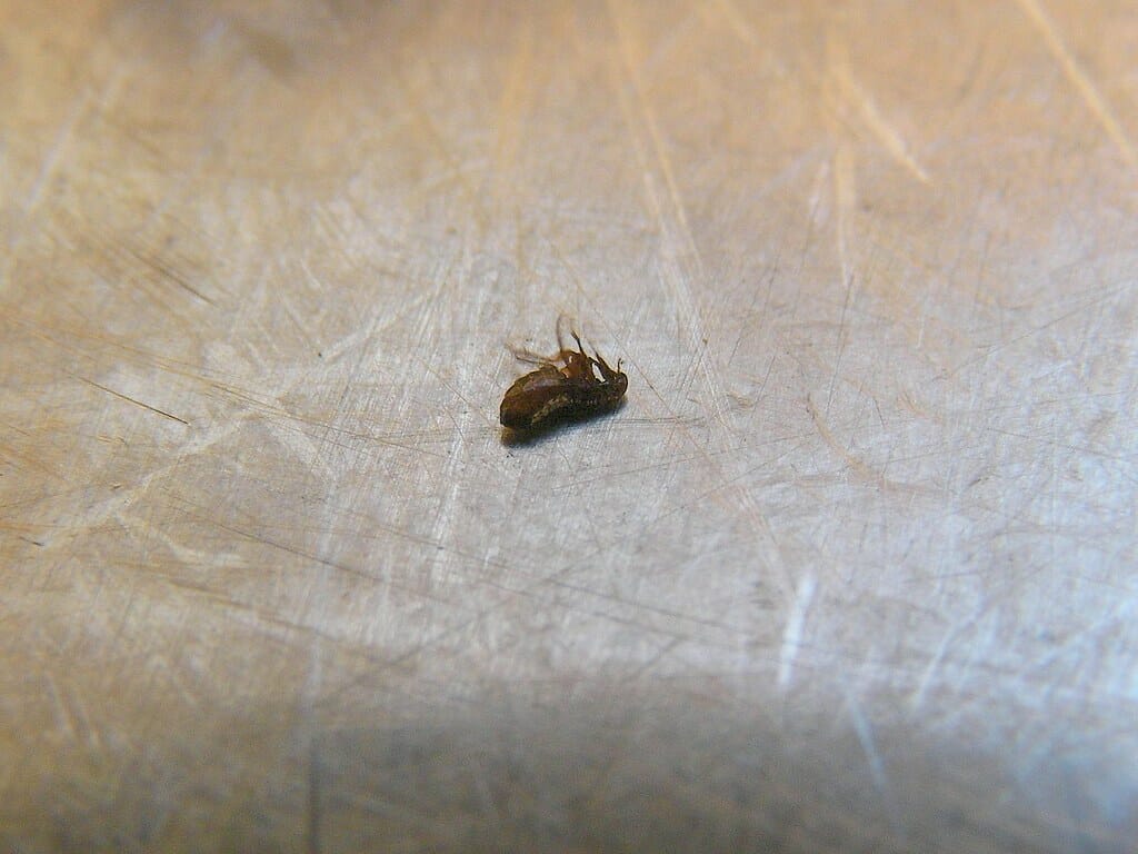 Can A House Be Infested With Fleas at Keena Bryant blog