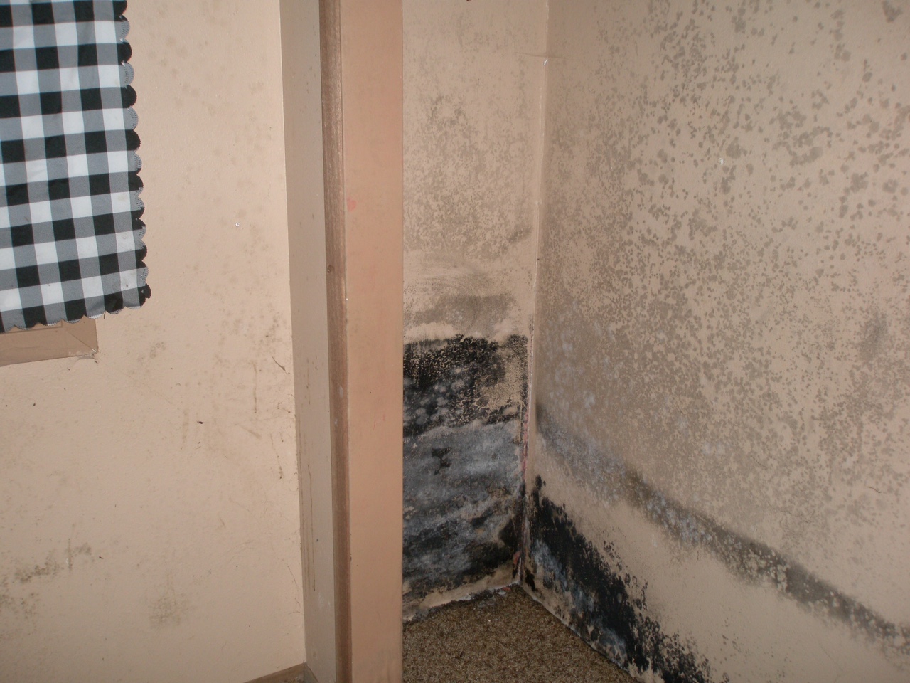 Mold Removal in Sioux Falls, Brookings, & Yankton SD INTEK Cleaning