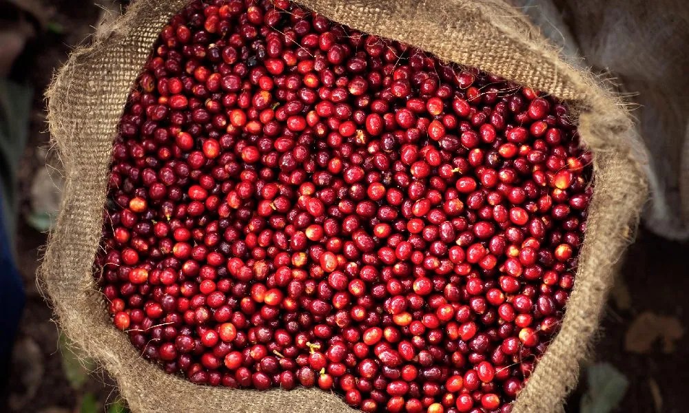 Why direct trade offers a way forward for coffee producers