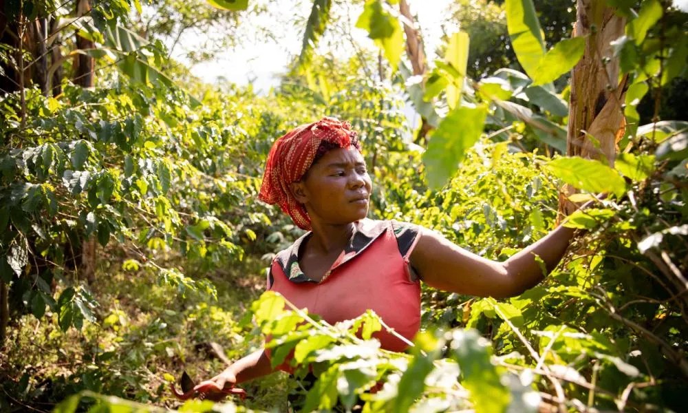 Has the EU about smallholder coffee farmers?