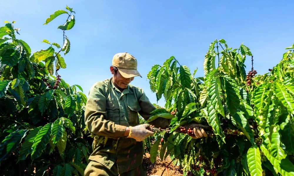 How access to finance became coffee producers' biggest obstacle