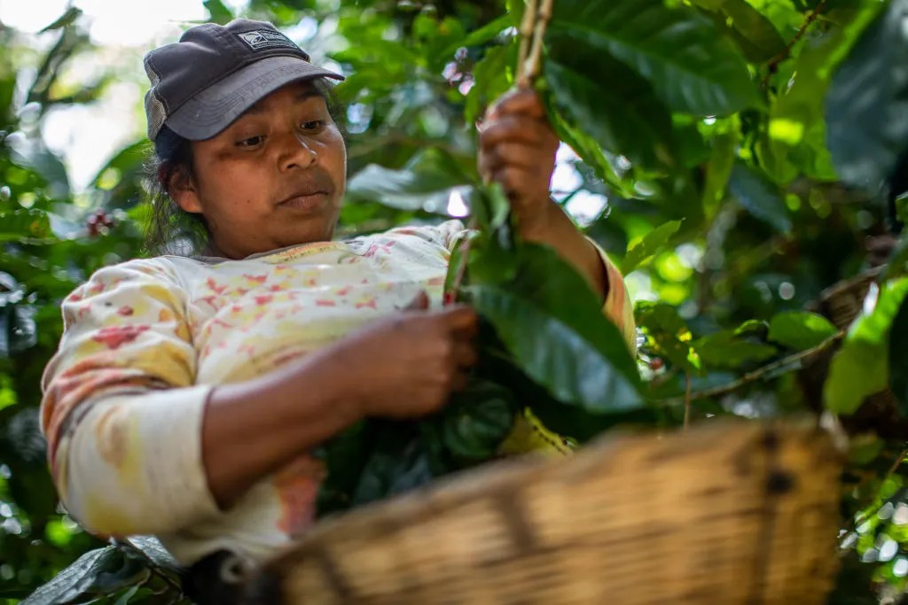 When coffee prices rise, quality takes a back seat Coffee Intelligence