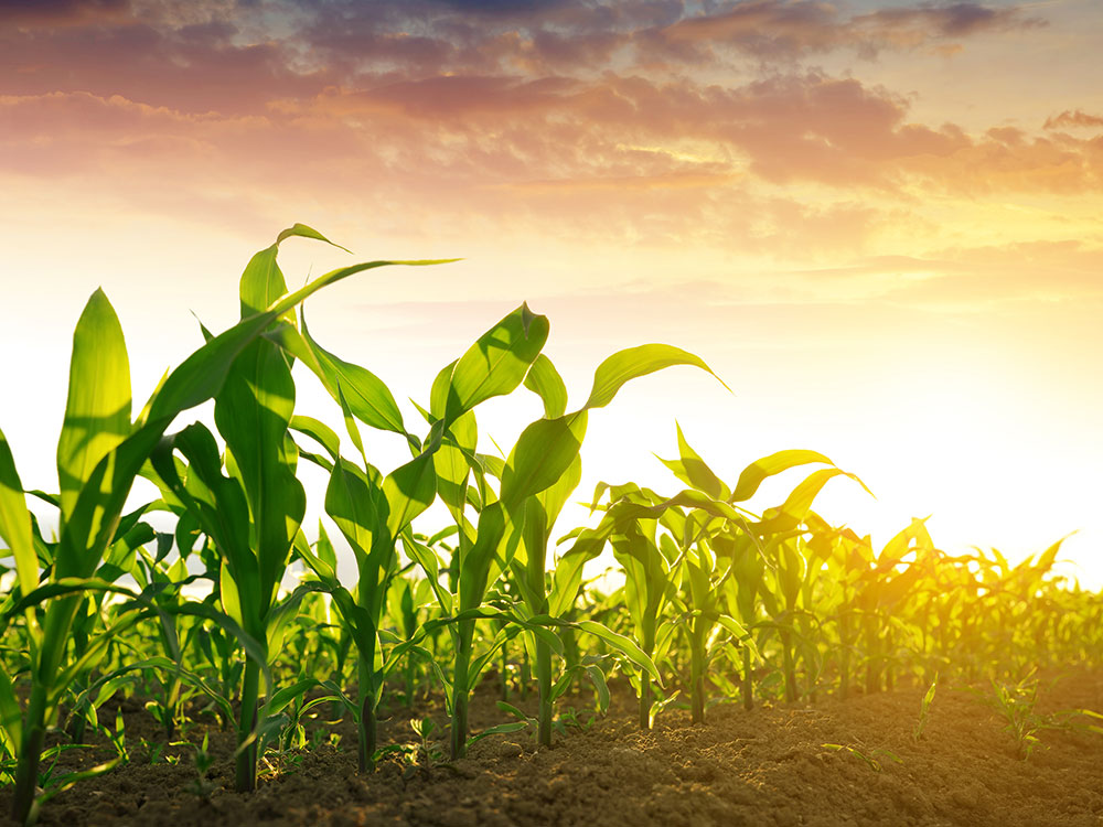 Intel Seed Ltd. Grain and Forage Seed Manitoba Seed Cleaning and