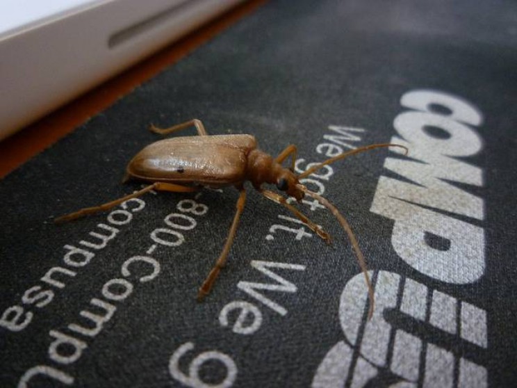 The Origin of the Term Bug'