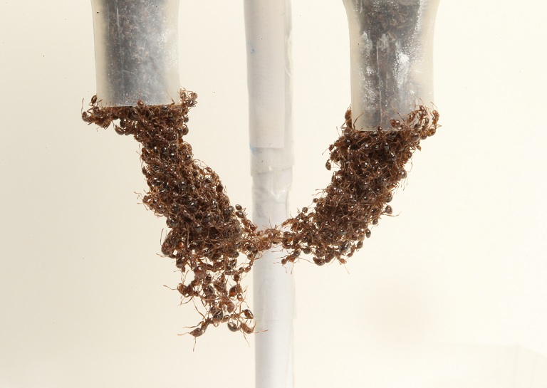 Ant Engineering A liquid and a Solid?