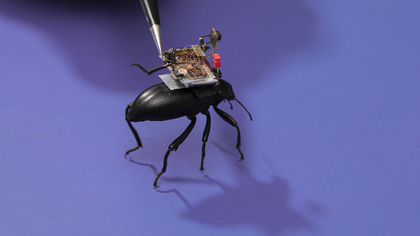 Wireless Tiny Cameras Can Be Mounted On Insects