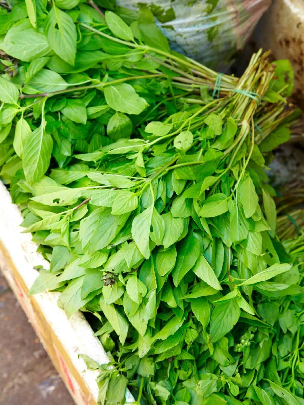 How to Preserve Thai Basil Easy Recipes Guide (2024)