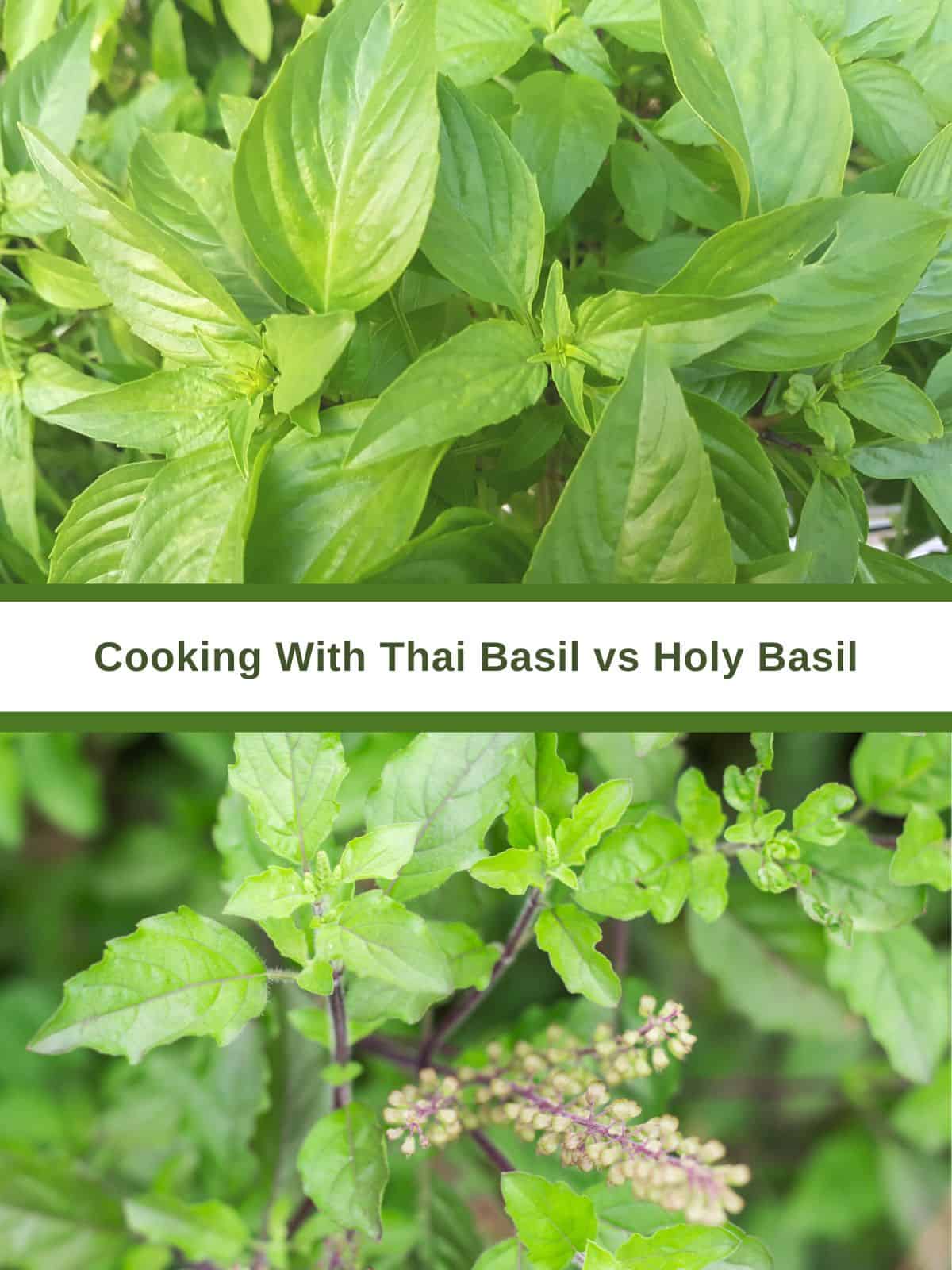 Thai Plants For Cooking