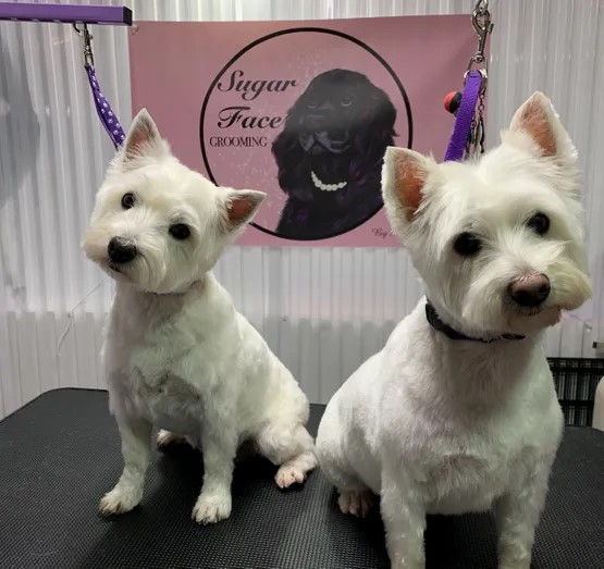 Sugar Face Grooming Intentionalist