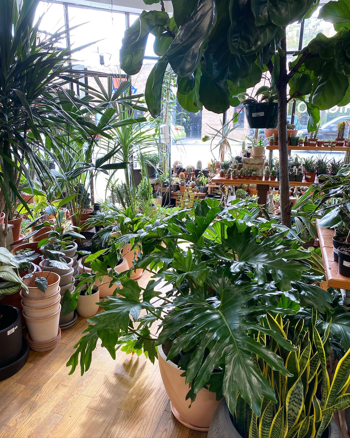 Plant Shop Chicago Intentionalist