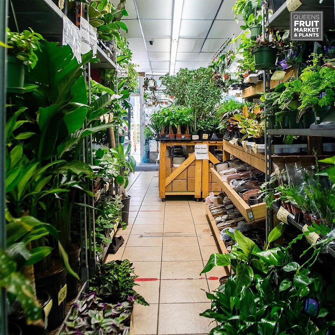 Queens Fruit Market & Plants Intentionalist