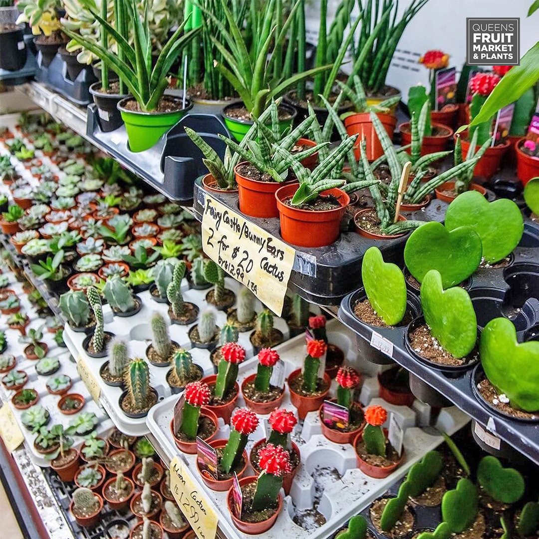 Queens Fruit Market & Plants Intentionalist