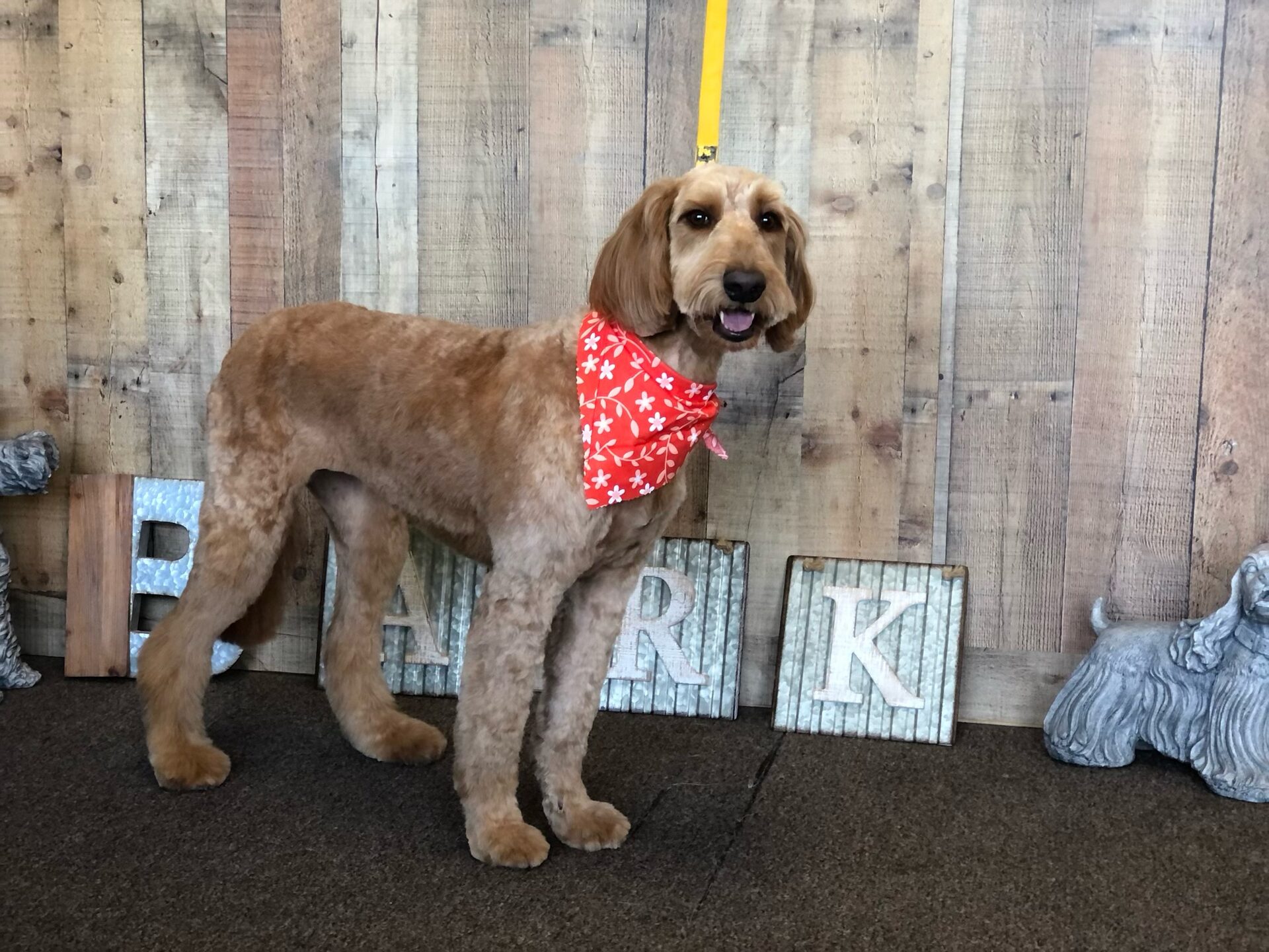 Do Groomers Give Dogs Sedatives