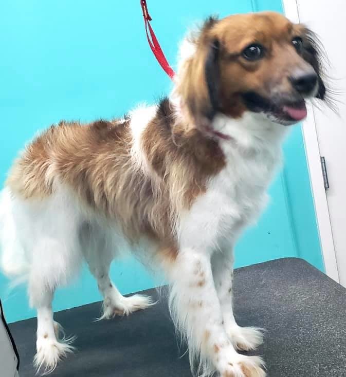 Dog Grooming Pet's Best Friend